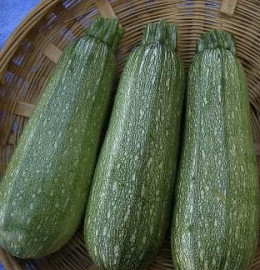 Zucchini-Vegetable