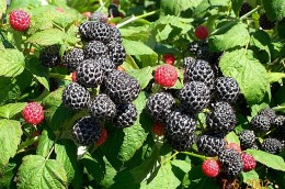 black-raspberry